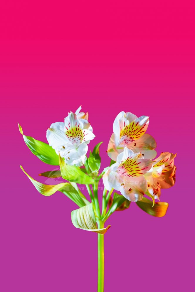 
 In ChildFund Uganda, children and their parents planted more than 10,000 eucalyptus trees and 5,000 pine trees to create two new forests. In an area where environmental degradation has reduced the quality of life, the new forests provide inexpensive firewood, protection against soil erosion and an economic boost, as the trees provide timber for housing and other projects.