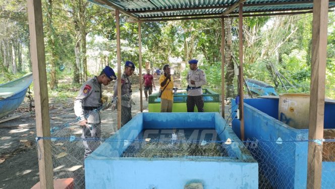 
 Bimbingan Masyarakat Pantai dan Nelayan, Sat Polair Polres Manokwari  Kunjungi Tempat Penangkaran Penyu