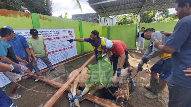 
 Masjid Baitul Makmur Kurban 11 Ekor Sapi, Terbagi Untuk 502 Kepala Keluarga
