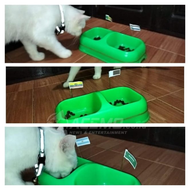 
 Chio Si Kucing Peramal Piala Dunia Prediksi Laga Pembuka Dimenangkan Tim Ini..