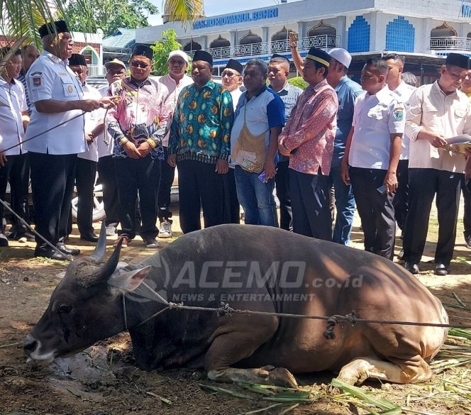 
 Idul Adha 1444 H, Pemprov Papua Barat Beri Bantuan 45 Ekor Sapi di 6 Kabupaten