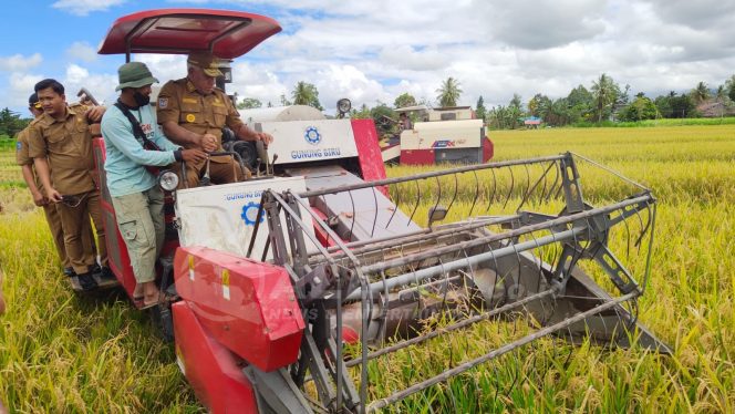 
 Panen Padi Sawah, Pj. Gubernur Waterpauw : Wujudkan Manokwari Lumbung Pangan Papua Barat