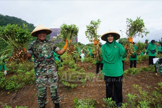 
 Tanam & Panen Kacang Tanah Di Yonif 761/KA, Pangdam Kasuari Harap Punya Nilai Ekonomis