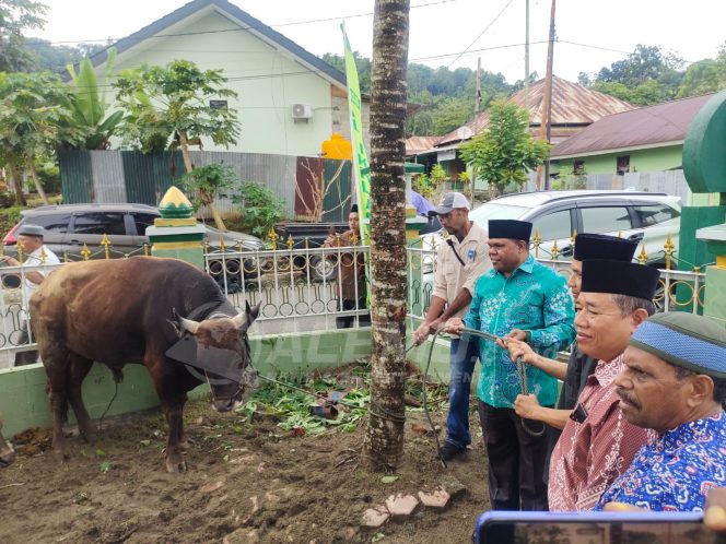 
 Bupati Manokwari Serahkan Bantuan 120 Hewan Kurban Perayaan Idul Adha 1445 H