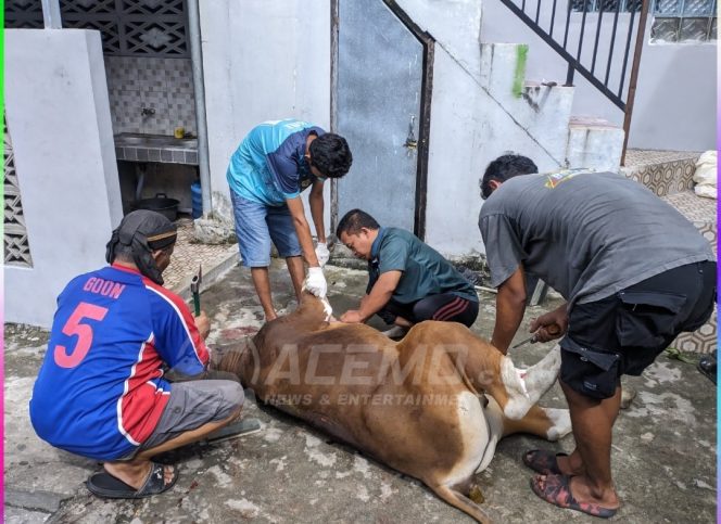
 DPW LDII Papua Barat Potong 47 Ekor Sapi dan 7 Kambing Di Hari Raya Idul Adha